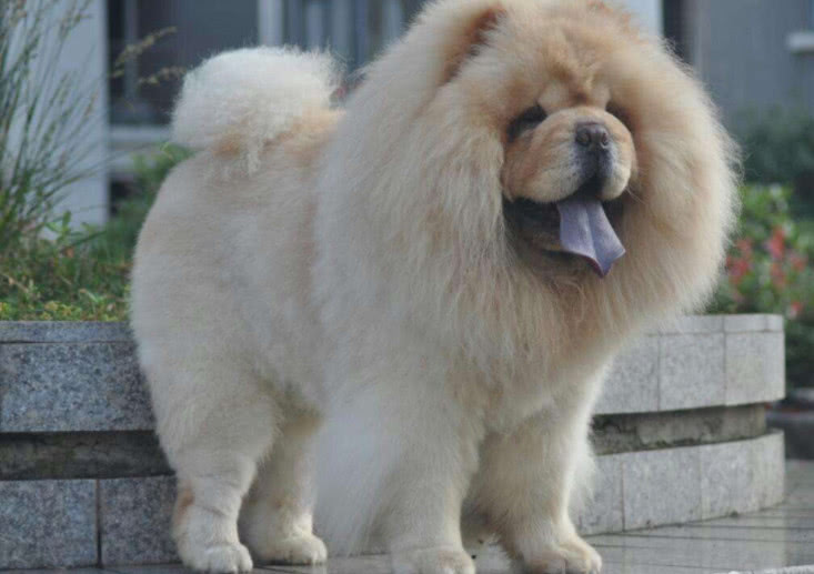 对人很忠诚的5种狗狗，但是你知道第4种的身世有多可怜吗？