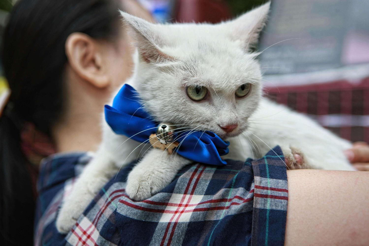 娶個惜貓如命的老婆，家里養38個寵貓外面N個流浪貓，是啥感覺？