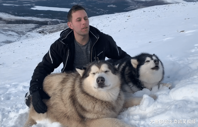主人带“胖儿子”去玩雪，它们却暴露了本性，在呼唤同伴吗？