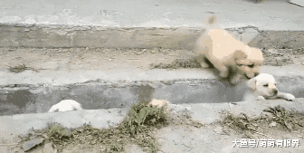 完犊子！一堆小奶狗排队过“鸿沟”，结果全部“阵亡”，画面萌出鼻血