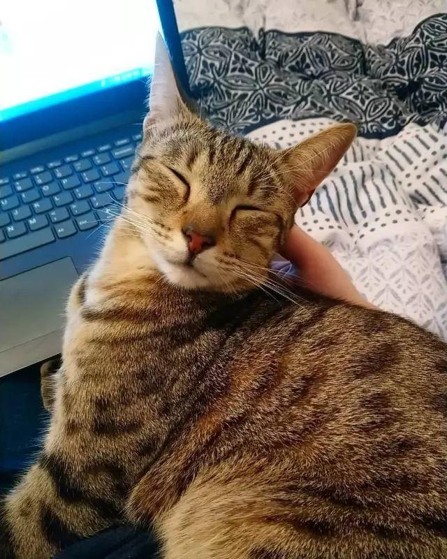 自己养的猫随便摸？不，撸猫也要讲究方法，不然就是在消耗信任度