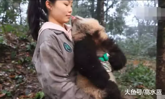 熊猫宝宝耍流氓：漂亮小姐姐快让我亲一个，网友：快放开她！