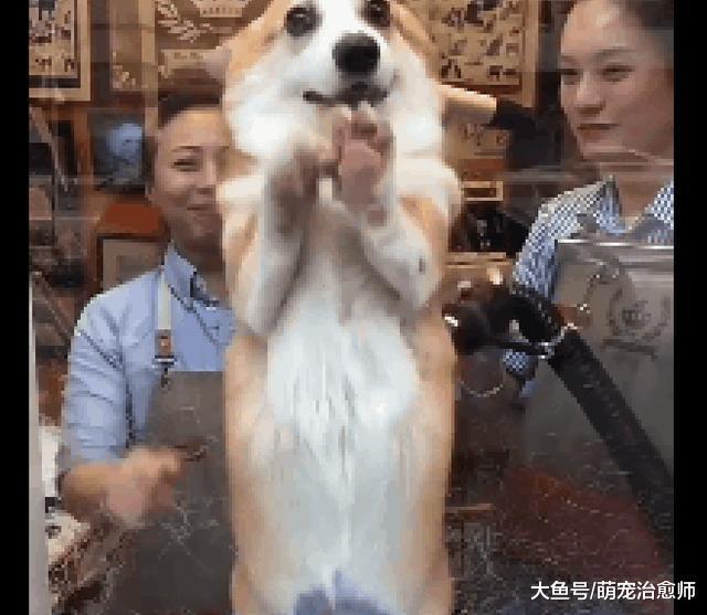 工作人员在给柯基吹干毛发, 它一个劲的在挠玻璃: 你们为什么笑!