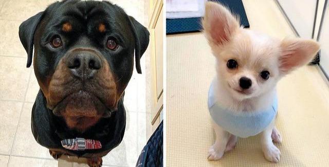 宠物医生心里话，一半是对狗狗的实用建议，一半是疯狂吐槽