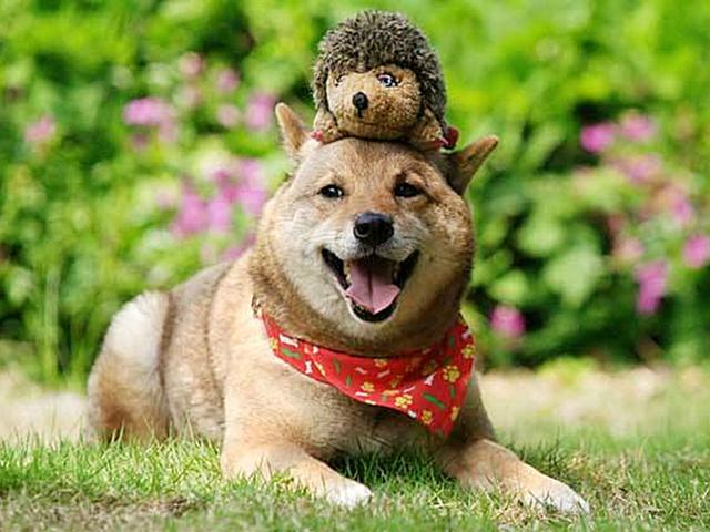 你所不知道的狗狗智商，铲屎官可通过四个方面来测试爱犬智力