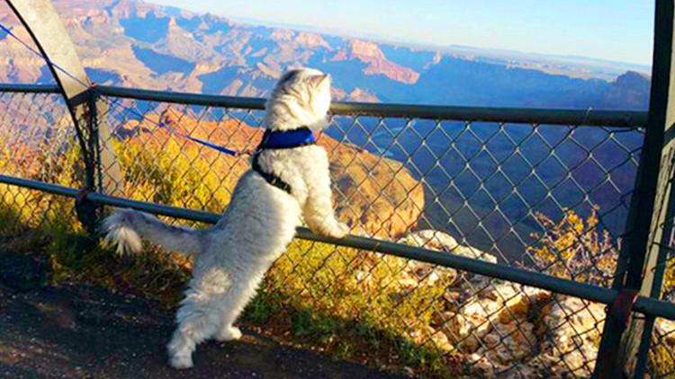 貓咪總愛去串門，可我也沒有虧待它啊！