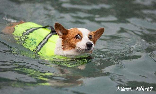 狗狗都会游泳？其实你错了，有些狗狗就不会游泳