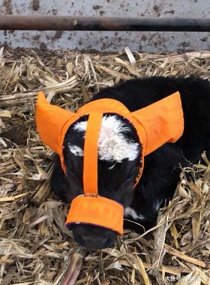 敲萌的！农民伯伯们为了不让小牛犊冻伤，竟为它们准备了这个……