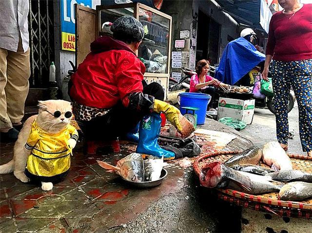 橘猫每日在菜场巡视，因酷爱换装喜成猫界巨星，靠喵颜值来卖鱼！