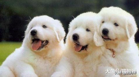宠物界的五大巨型犬，你认为谁是老大？