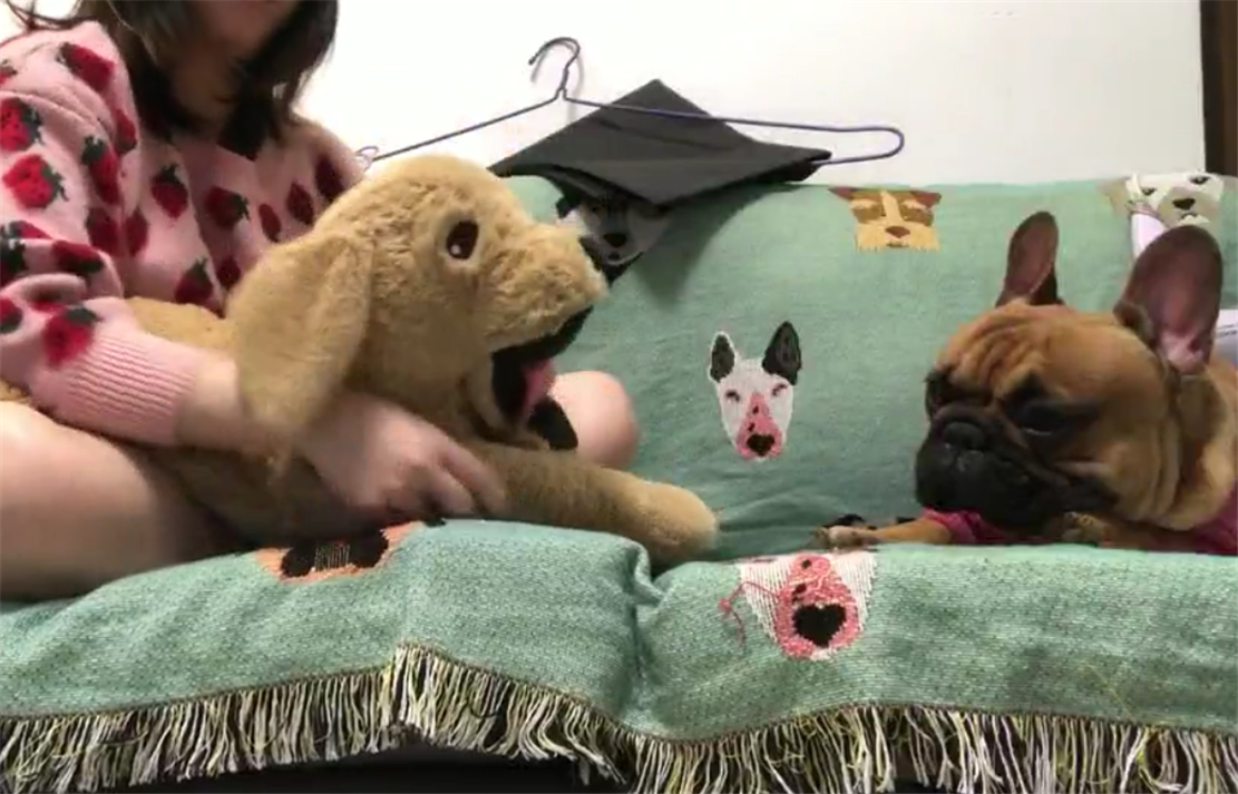 主人抚摸玩具狗, 家里斗牛犬吃醋生气, 狗: 别拦我, 我要决斗……