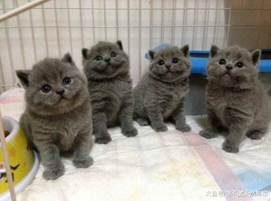 千万注意这5类猫咪，再便宜也不能买，有诈！