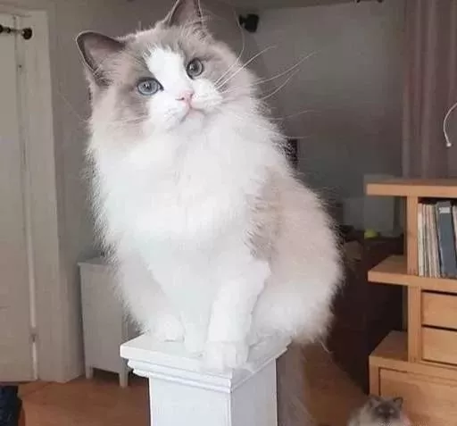 这只布偶猫价值20万，网友看后感叹：这么贵不无道理