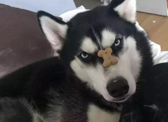 缺爱就该养金毛？不同性格的人最适合养的6种狗，快看你是哪一种