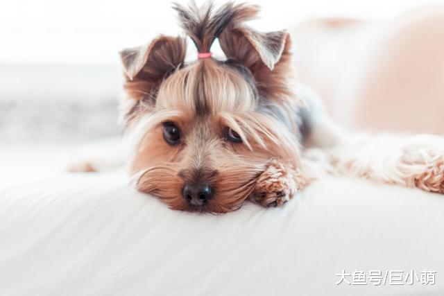 五个减少狗狗皮屑的方法，有些人过敏的不是毛发，而是狗狗的皮屑