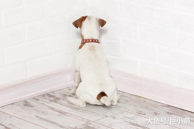 一文读懂狗狗焦虑症状，狗狗的心思，从此不再靠猜