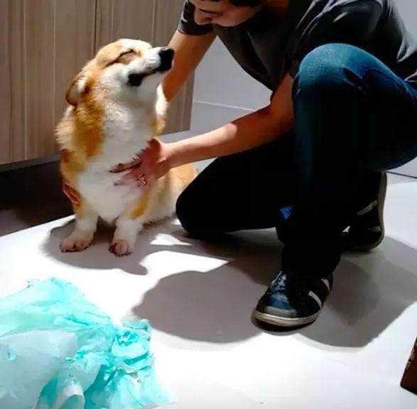 做錯事的柯基犬，只用一招就逃避了懲罰，真是只聰明的狗子