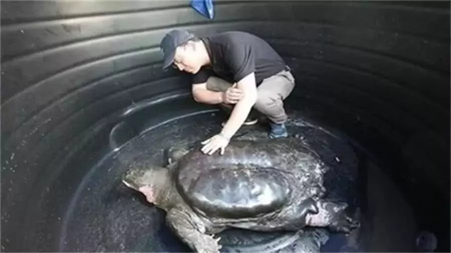 地球上最孤單的物種之一，全球就4頭了，人類也無計可施