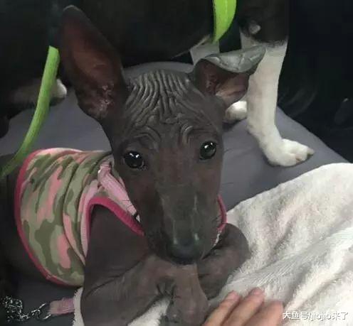 菲律宾无毛狗神似雕像一夜爆红, 有人觉得超酷有人却完全不能接受