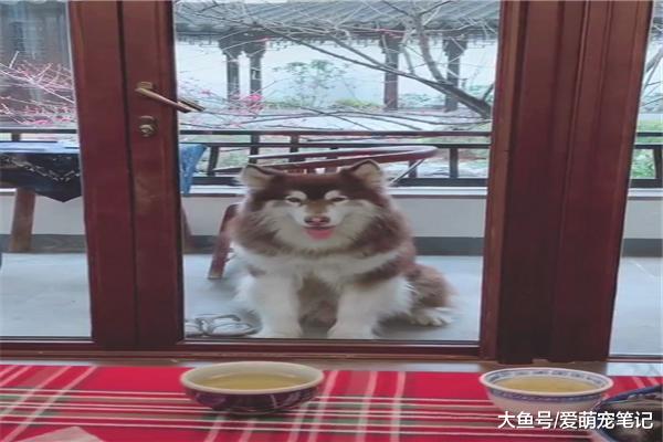 “胖儿子”已经七岁了，依然撒娇让主人背住走，还当自己是奶狗呢