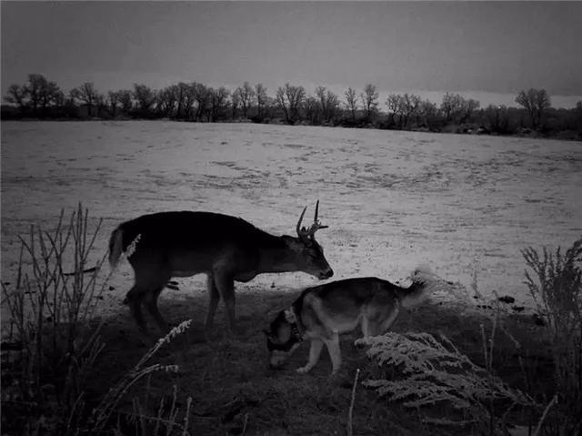 二哈野外迷路后遇到雄鹿，相伴度过多日后，被鹿友好心送回家！