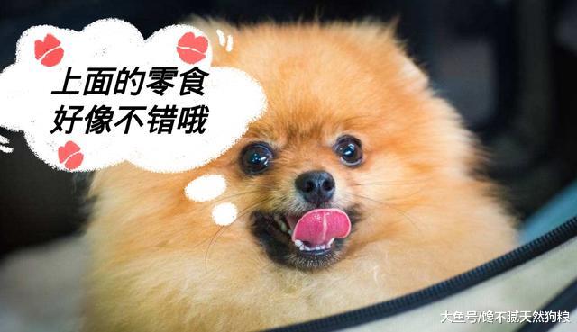 如果你是新手，那么养博美犬，千万不要养母的！
