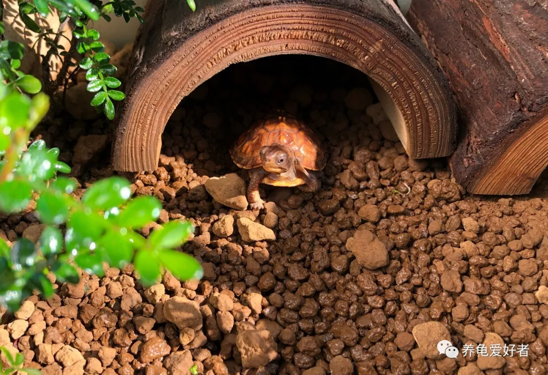 养龟爱龟，需要给自己一个理由吗？