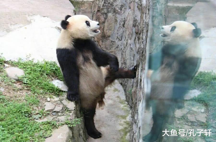 这年头连大熊猫都知道自己是“国宝”了, 没点“气势”怎么敢出来混!