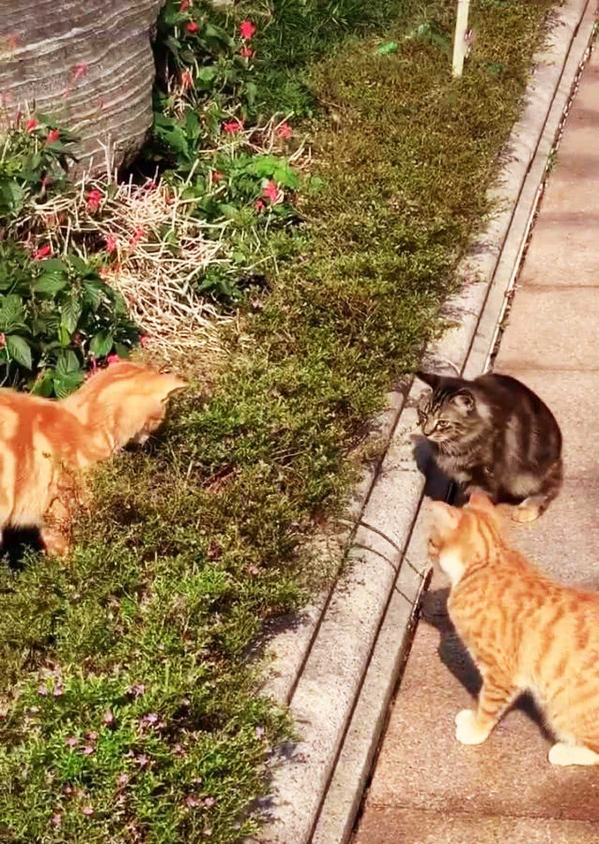 网友散步时，发现路边围着4只猫，当走近看清时，瞬间笑出猪叫声