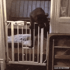 逼疯家长的狗狗来了，哪儿都能卡住！网友：你咋不上天？