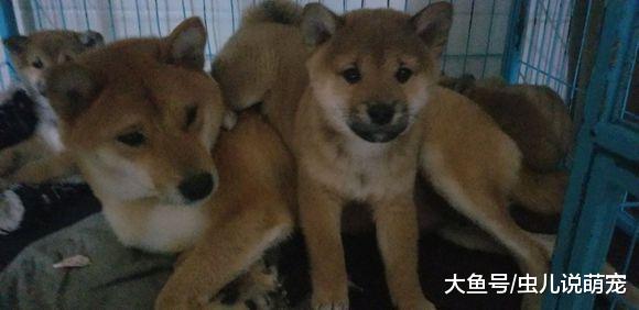 天冷的时候都熬过来，现在却要分开了，柴犬们长大了