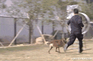 已经被城市禁养的5大“警犬”, 每只威风凛然, 可惜却不能饲养!