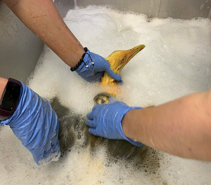 不会飞的神奇金色大鸟惊现大街，洗干净后发现竟是这货！