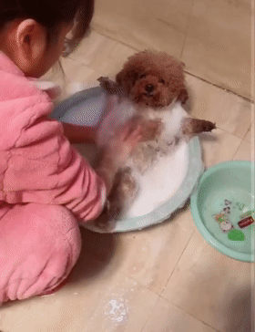 加菲猫爱洗澡，一冲水就眯着眼睛享受，猫：真安逸……