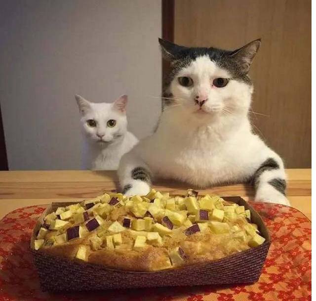 两只猫咪看人们吃饭，竟然学会了做这样的事情，真是太可爱啦