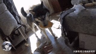 二哈咬坏沙发后, 还敢来“邀功”, 宠主: 这狗还能要吗?