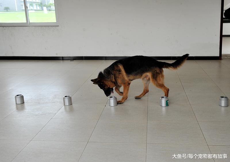 嗅觉最灵敏的犬种，通过气味追查的最高纪录是二百二十公里