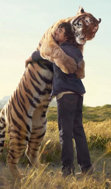 如果猫的体积和老虎一样大，猫能打的过老虎吗？