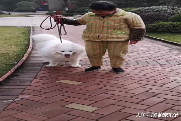 十四歲半的薩摩耶步履蹣跚，眼神里依然充滿了童真，畫面好有愛啊