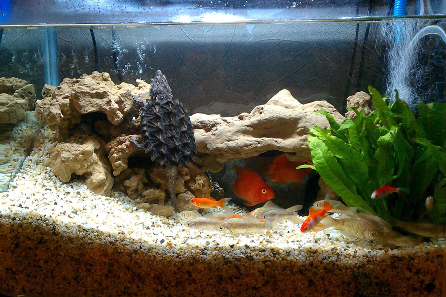 乌龟加温过冬有哪些优缺点呢？看完这些你就全明白了