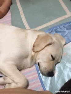 拉布拉多突然不见，最后在儿子的房间找到它，果然不把自己当外人