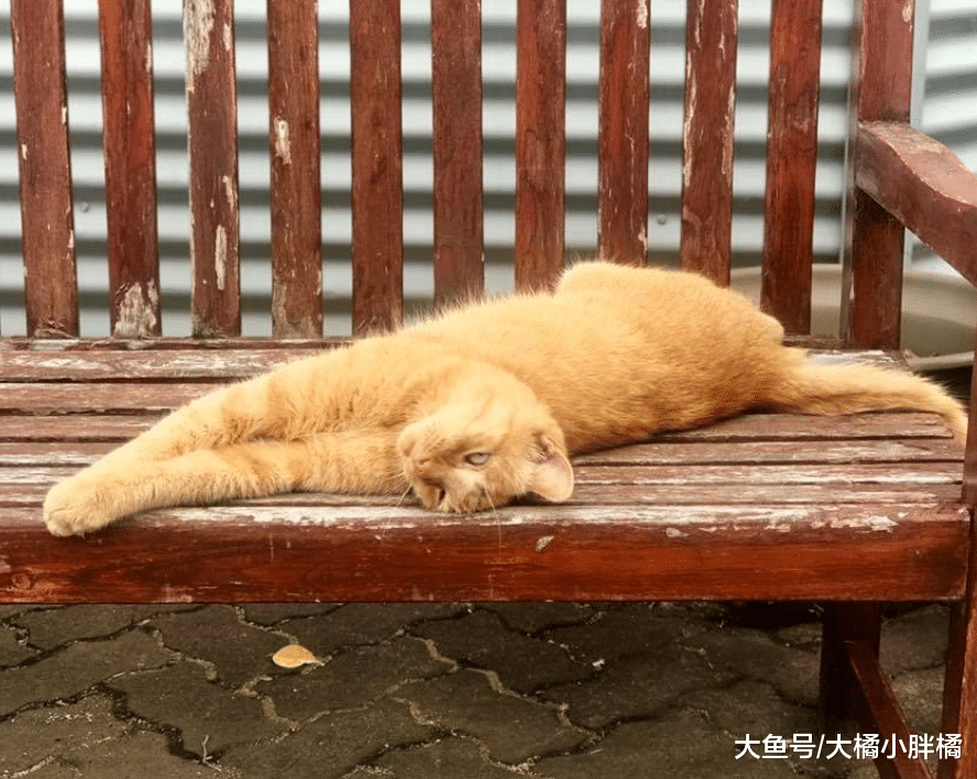 橘猫成为警队御用“弼马温”，负责清剿马棚老鼠，每天随时上下班
