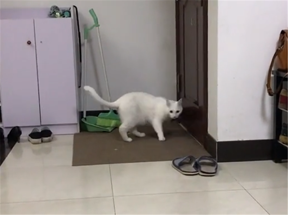 主人给猫咪戴运动手环, 一天只走四十多步, 猫: 我在家睡了一天…