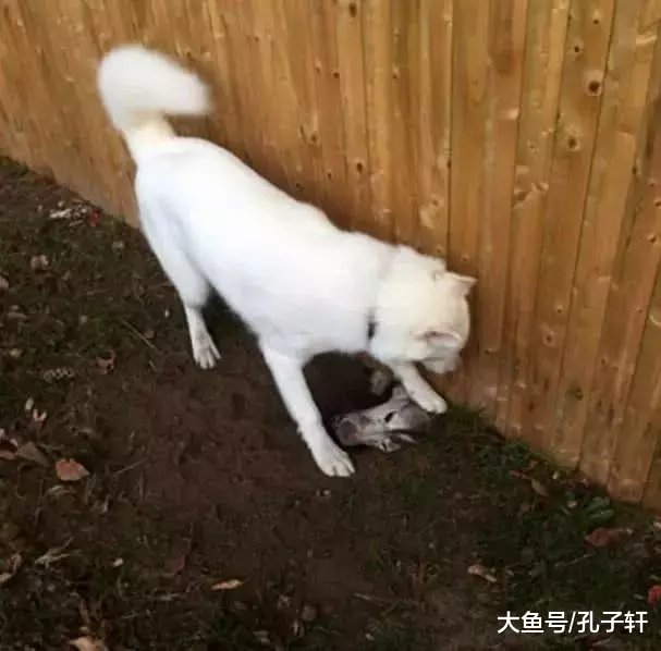 二哈二出新境界! 被隔壁萨摩耶亲了一下, 就成这狗样了!