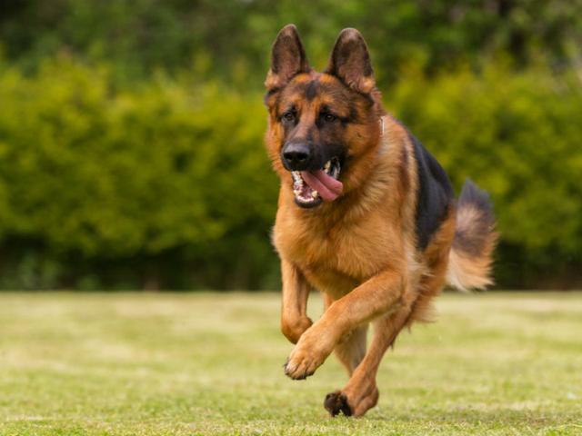 為什么常說德國牧羊犬是人們心中的最好的狗？憑這3個理由夠不夠