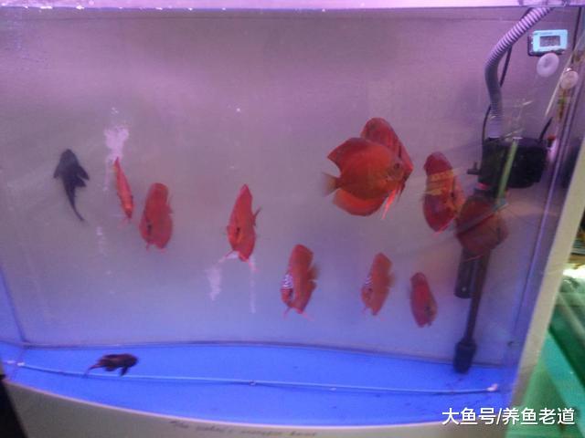 对于观赏鱼病的治疗，我们最难的可能就是理清头绪！