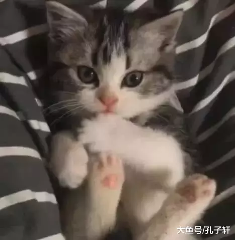 小博美怕吵醒在它身上睡觉的小猫, 保持一个姿势不动, 真是太暖了