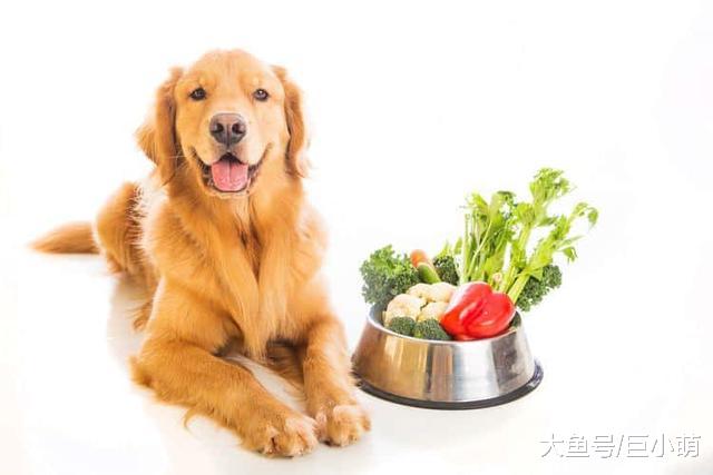 什么是狗狗的有机食物？应该给狗狗喂什么食物才是最好的？