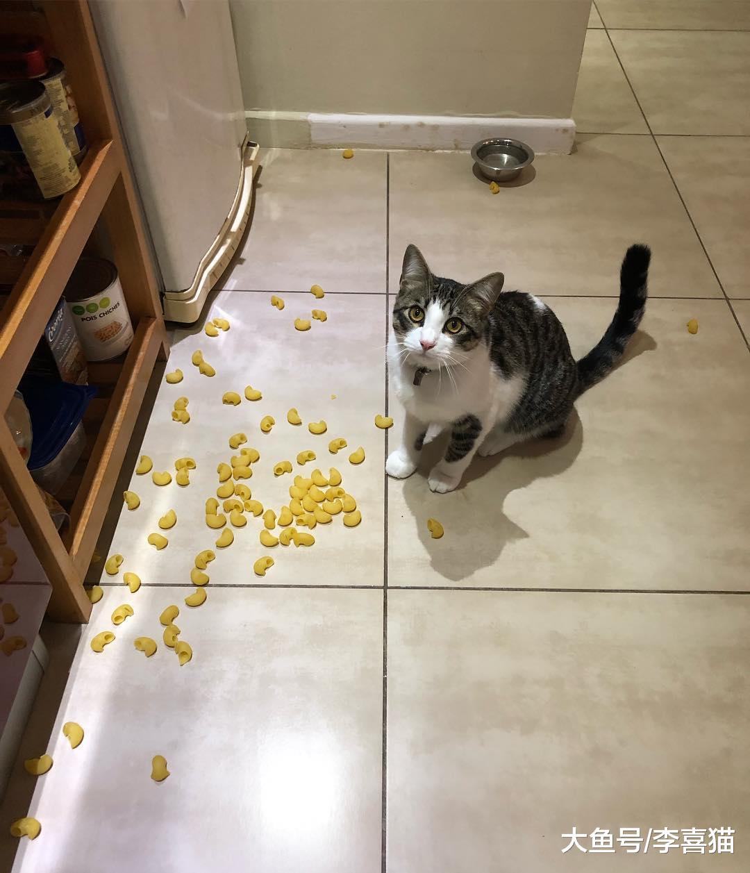 猫咪道歉睡是真的表达歉意吗？铲屎官别想太多，人家猫咪可是主子