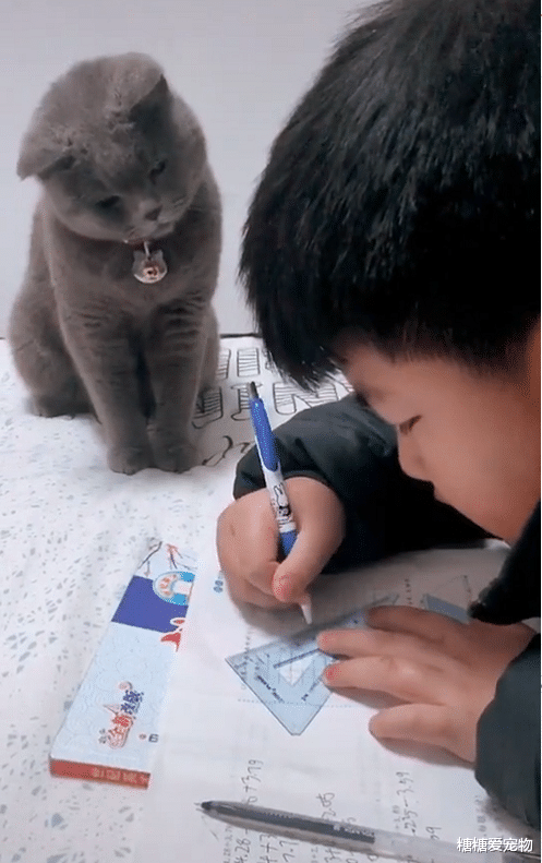 蓝猫监督哥哥写作业，简直快崩溃了，猫：写了1小时，咋还是这一题？